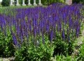 Salvia_east_friesland.jpg