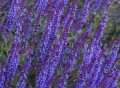 salvia-deep-blue-field_3.jpg
