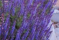 salvia-deep-blue-field_4.jpg