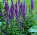 szalwia-omszona-salvia.jpg