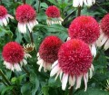 ECHINACEA Strawberry and Cream _.jpg