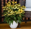 echinacea-fountain-yellow_1.jpeg