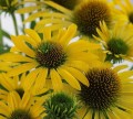 echinacea fountain yellow 1.jpeg