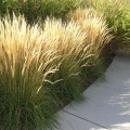 calamagrostis karl foerster.jpg