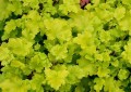 heuchera_lime_marmalade_.jpg