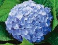 blue hydrangea.jpg