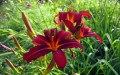 Hemerocallis-crimson-pirate.jpg