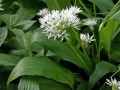 Allium ursinum 3.jpg