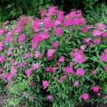 Spiraea-japonica-Anthony-Waterer.jpg