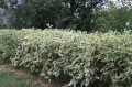 dereń variegata żywopłot nasz.JPG