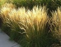 Calamagrostis-x-acutiflora-Karl-Foerster 2.jpg