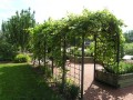 winogrono_pergola.jpg