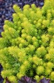 sedum gold 1.jpg