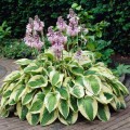 hosta wide brim.jpg