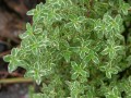 variegata.JPG