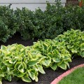 Hosta-Wide-Brim-5.jpg