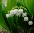 1NF7convallaria_majalis_296.jpg