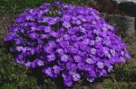 Żagwin Ogrodowy 'Audrey Purple Shades' – Fioletowe Kwiaty, Roślina Okrywowa | Doniczka P9