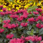 PYSZNOGŁÓWKA Bee Happy Monarda