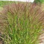 Proso rózgowate Warrior  Panicum virgatum