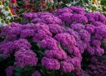 ROZCHODNIK Sedum telephium Mr Goodbud