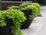 Ipomoea LIME / Suntory/ WILEC Na balkon Do skrzynek Ideał !