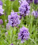 Lawenda Lavandula Thumbelina Lavendula