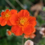 Kuklik Borisii Strain