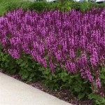 SZAŁWIA OMSZONA RÓŻOWA MERLEAU ROSE