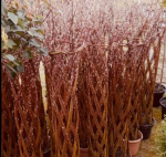 Wierzba Pleciona 180 cm – Bajeczna Ozdoba Twojego Ogrodu