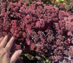 ROZCHODNIK 'RED SPARKLE' – Efektowna Bylina Słońca
