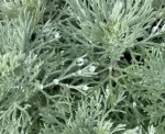 BYLICA SCHMIDTA (Artemisia schmidtiana) – Srebrzysta Ozdoba Ogrodu