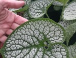 BRUNERA WIELKOLISTNA 'SEA HEART' (Brunnera macrophylla) – Nagrodzona Odmiana o Wyjątkowych Liściach