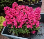 FLOKS WIECHOWATY 'EARLY RED' (Phlox paniculata) – Czerwona Burza Kwiatów z Rekordowo Wczesnym Kwitnieniem