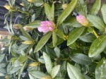 RODODENDRON DUZA DONICZKA 