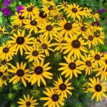 Rudbekia Little Goldstar