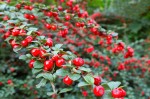 Irga szwedzka Coral Beauty Cotoneaster suecicus