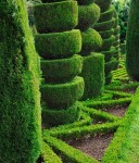 LIGUSTR POSPOLITY liguster Szybko ŻYWOPŁOT multipaleta