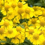 DZIELŻAN JESIENNY Helena GOLD 