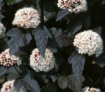 PĘCHERZNICA BORDOWA Szybko żywopłot 