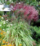 MISKANT  FERNER OSTEN Miscanthus sinensis Ferner Osten