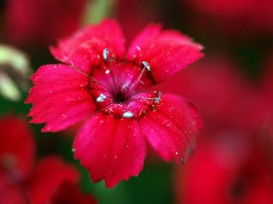 GOŹDZIK BRYLANT skalniak 