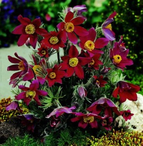 SASANKA Red  Pulsatilla Skalniak 