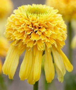 JEŻÓWKA LEMON DROP Echinacea  - ŻÓŁTA !