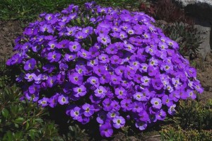 Żagwin Ogrodowy 'Audrey Purple Shades' – Fioletowe Kwiaty, Roślina Okrywowa | Doniczka P9