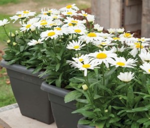 ZŁOCIEŃ Silver princess Niski