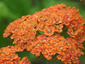 KRWAWNIK TARRACOTTA Achillea millefolium