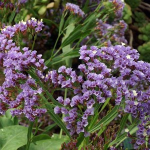 Zatrwian szerokolistny Limonium latifolium 