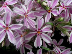 Floks szydlasty 'Candy Stripes'