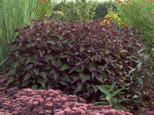 SADZIEC CHOCOLATE - EUPATORIUM RUGOSUM CHOCOLATE
